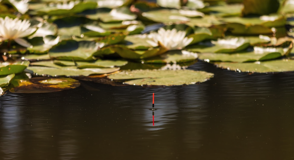 Lily pads with a fishing float at EGAS.