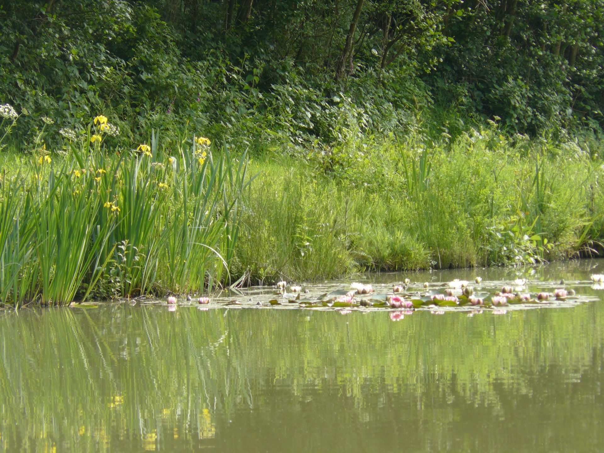 Lilypads at East Grinstead Angling Society