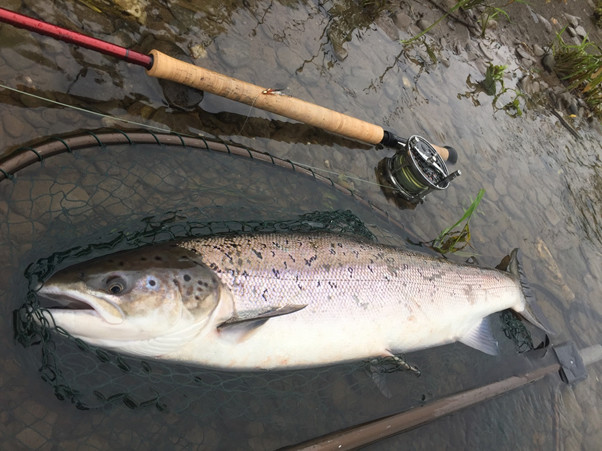 Carmarthen Amateur Angling Club Fish in a Net