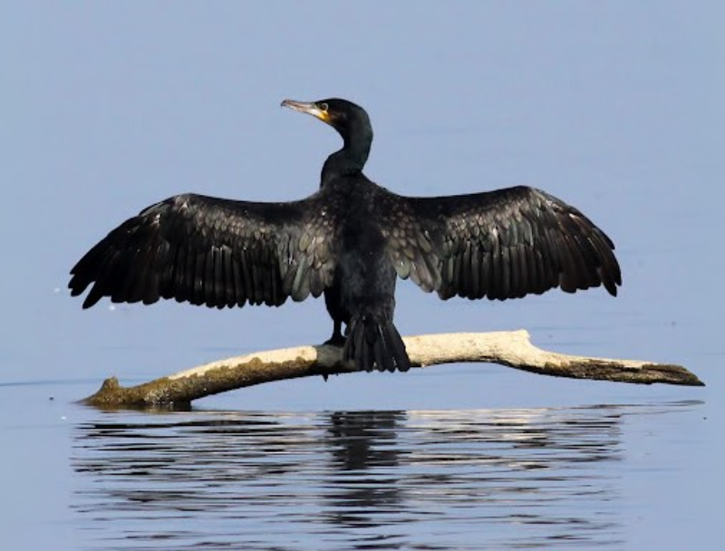 A cormorant perches, drying its wings after successfully feeding.