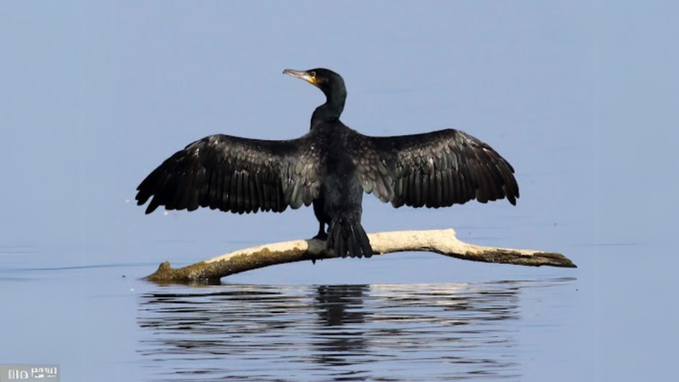 A cormorant perches, drying its wings after successfully feeding.