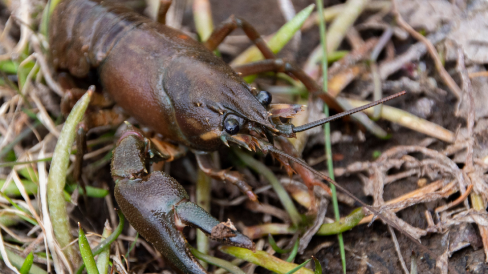 An invasive signal crayfish lurks on the bank of a local fishery, waiting to be reported by anglers using the Clubmate App.