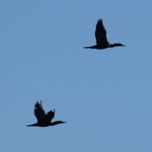 A couple of cormorant birds flying with a clear blue sky in the background