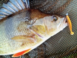 a tench laid out on a catching mat